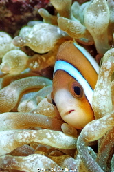 Clownfish at home by Penn De Los Santos 